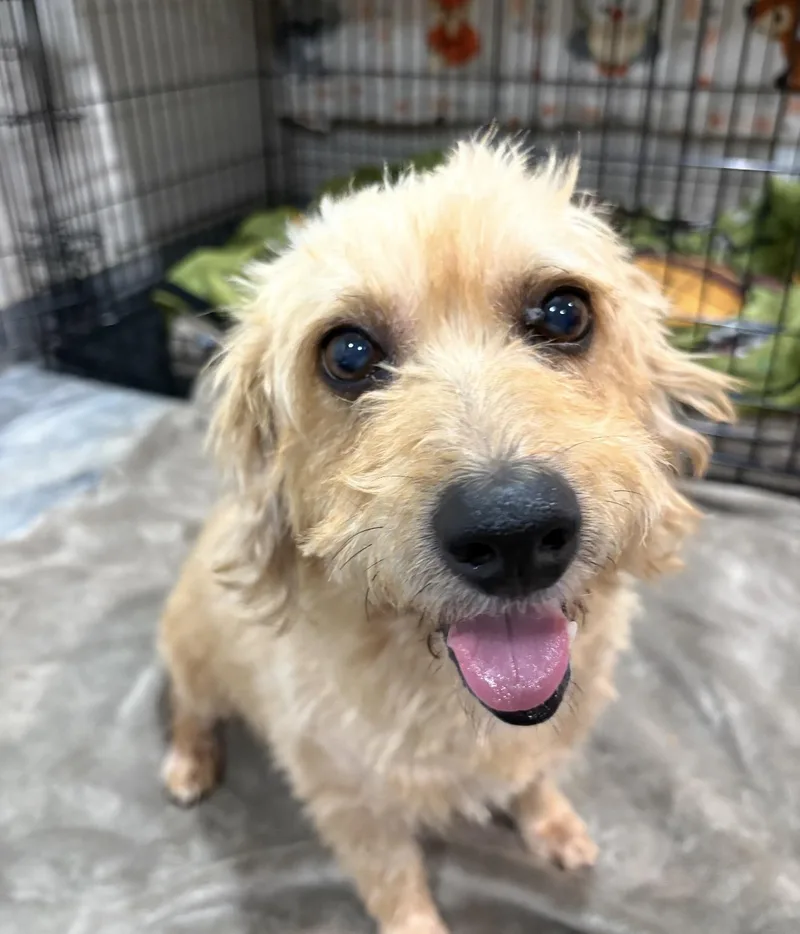 A young small-sized male Yellow / Tan / Blond / Fawn Terrier dog named Sunny for adoption in Richmond, TX