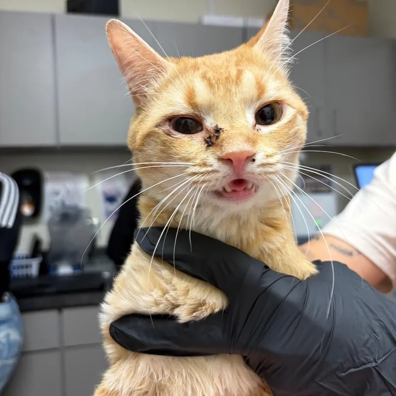 A young medium-sized male Domestic Short Hair cat named Archie for adoption in Red House, WV