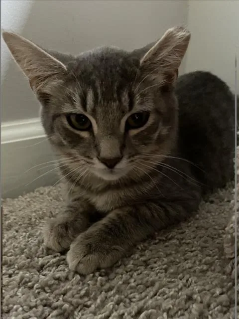 A baby small-sized male Domestic Short Hair cat named Jubei for adoption in Derwood, MD