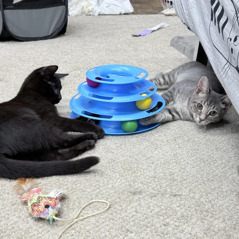 Turbo And Rowlf thumbnail 2