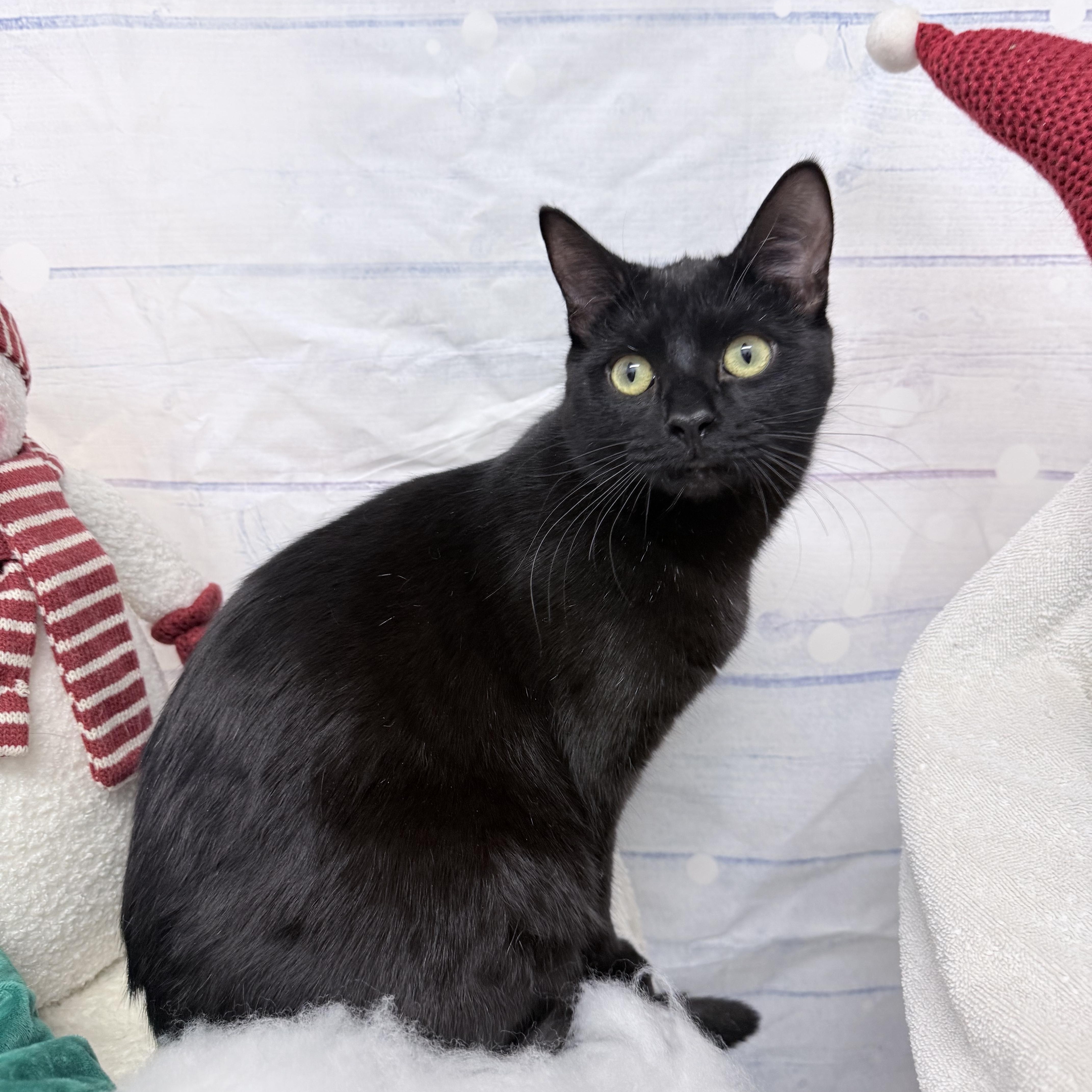 Turbo And Rowlf thumbnail 4