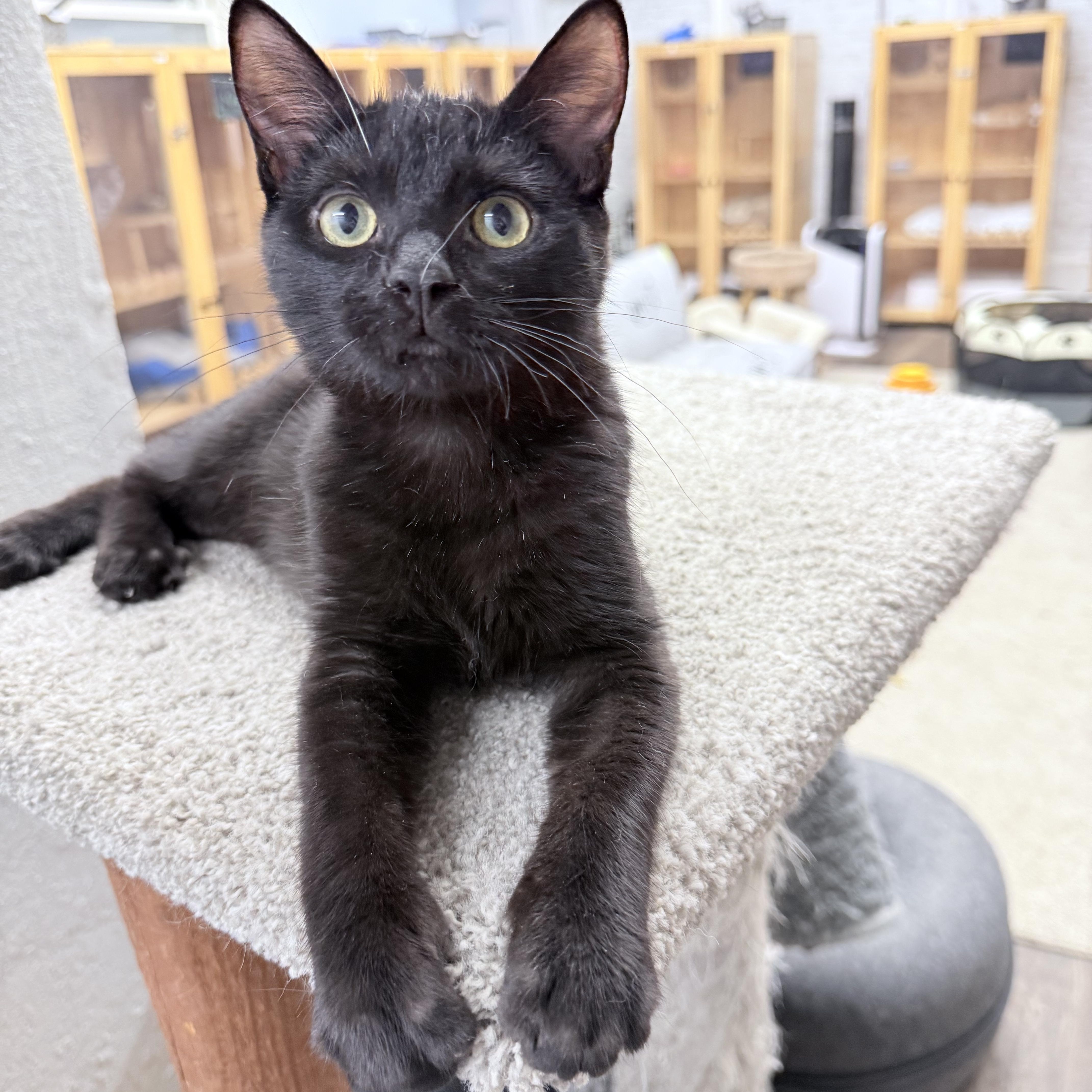 Turbo And Rowlf thumbnail 5