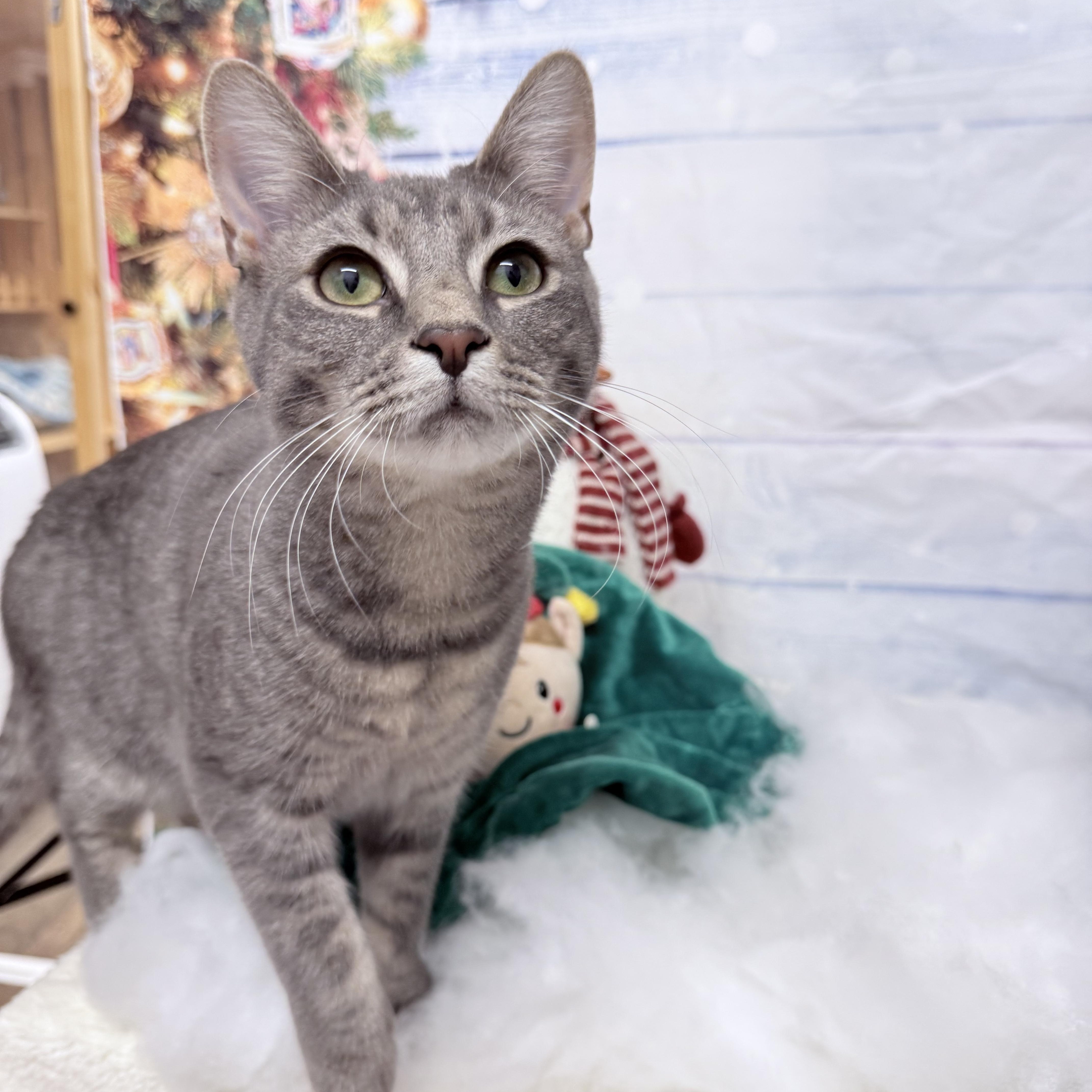 Turbo And Rowlf thumbnail 6