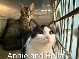 A baby medium-sized female Black & White / Tuxedo Domestic Short Hair cat named Bella for adoption in Clawson, MI