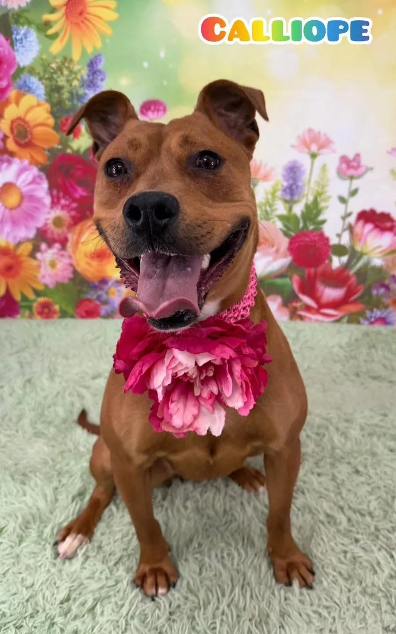 An adult medium-sized female Yellow / Tan / Blond / Fawn Mixed Breed dog named Calliope for adoption in Flint, MI