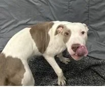 A young medium-sized female Pit Bull Terrier dog named Scotch Bonnet for adoption in West Memphis, AR