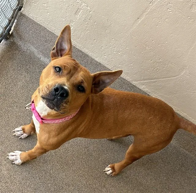 An adult medium-sized female Pit Bull Terrier dog named Aphrodite for adoption in Sarasota, FL
