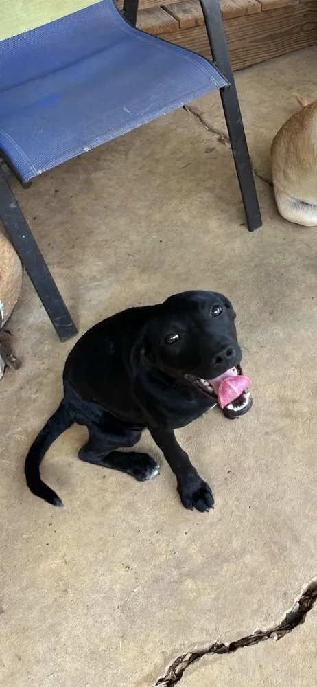 Squeaky