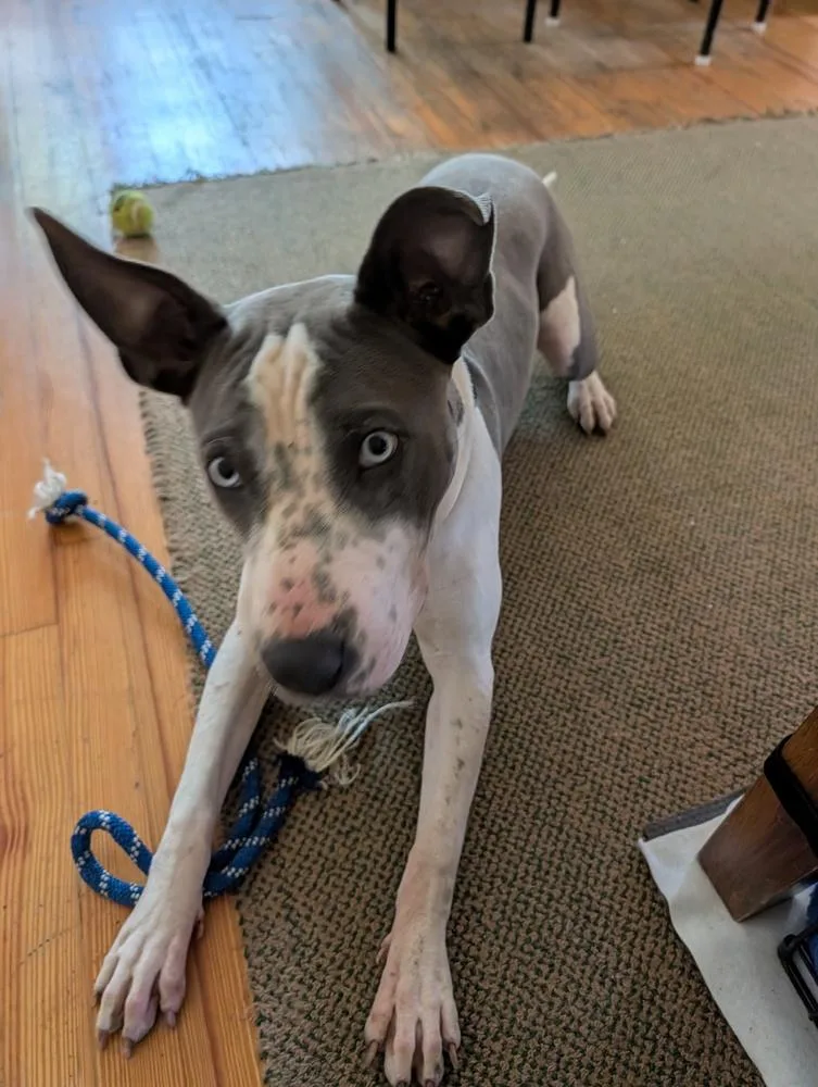Penelope