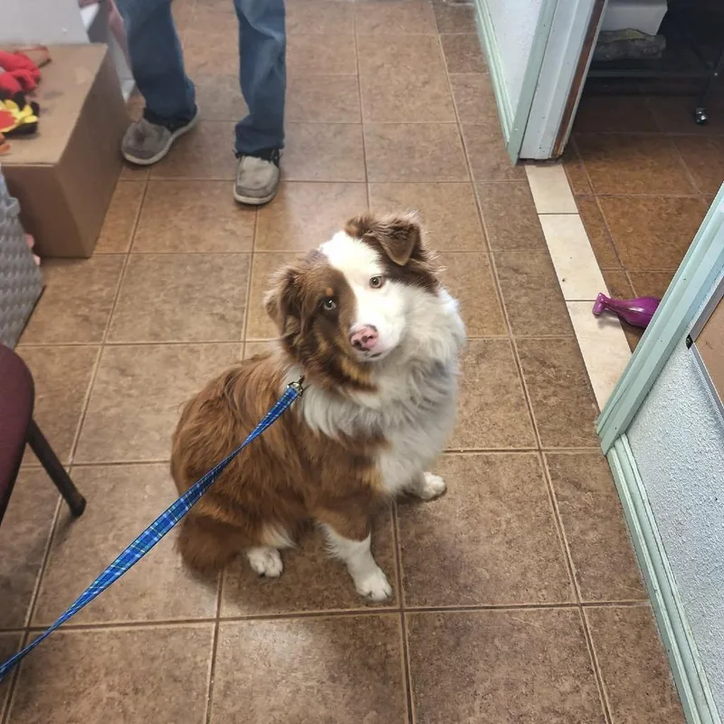 A young medium-sized male White / Cream Australian Shepherd dog named Rollo for adoption in Madill, OK