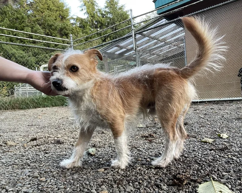 An adult small-sized male Bicolor Terrier dog named Scrappy for adoption in Hoquiam, WA