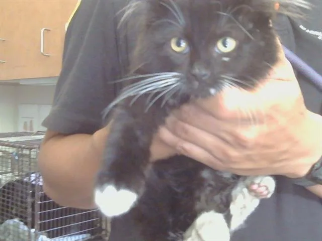 A baby small-sized female Domestic Short Hair cat named Bridget for adoption in Sacramento, CA