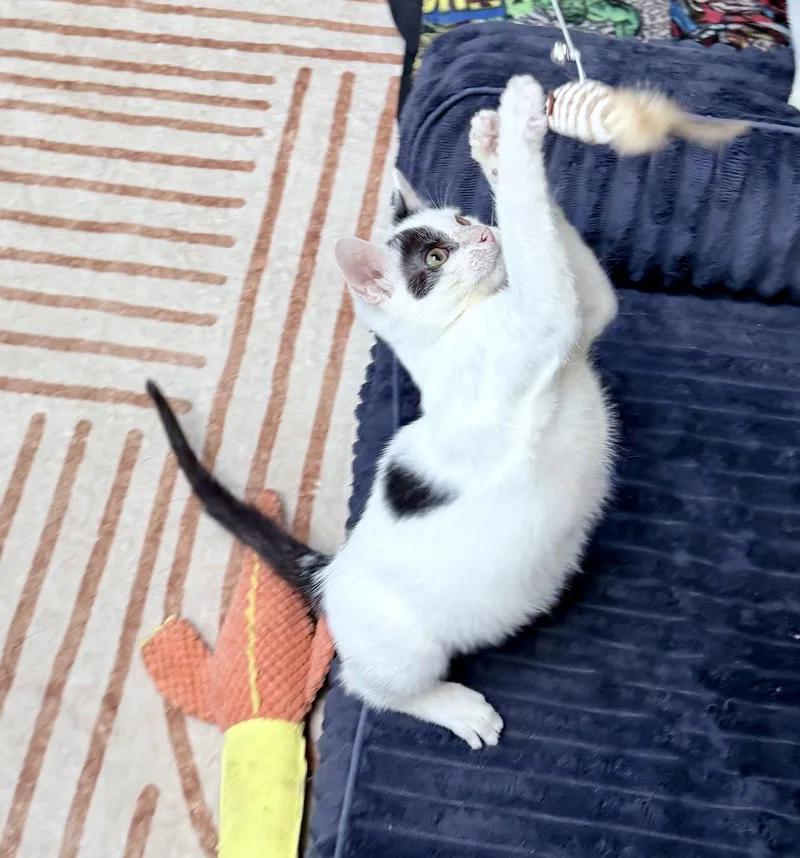 A baby medium-sized male Domestic Short Hair cat named OlliOlli for adoption in Colorado Springs, CO