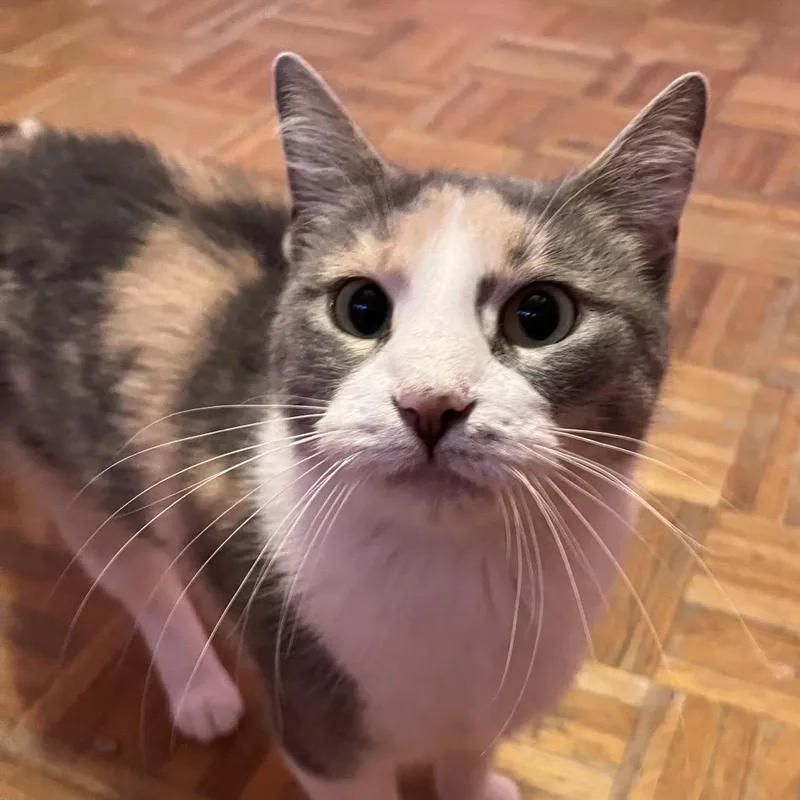 Fast Food Franny thumbnail 2