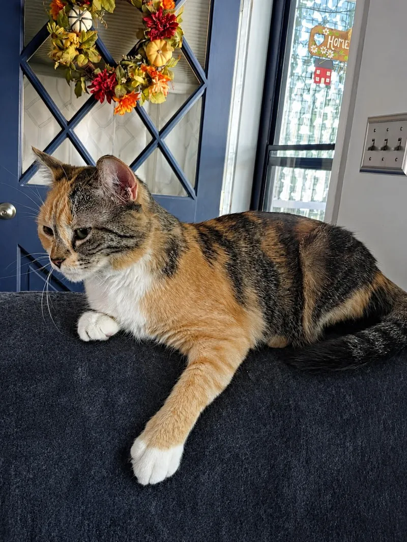 An adult medium-sized female Calico cat named Gidget for adoption in Greensburg, PA