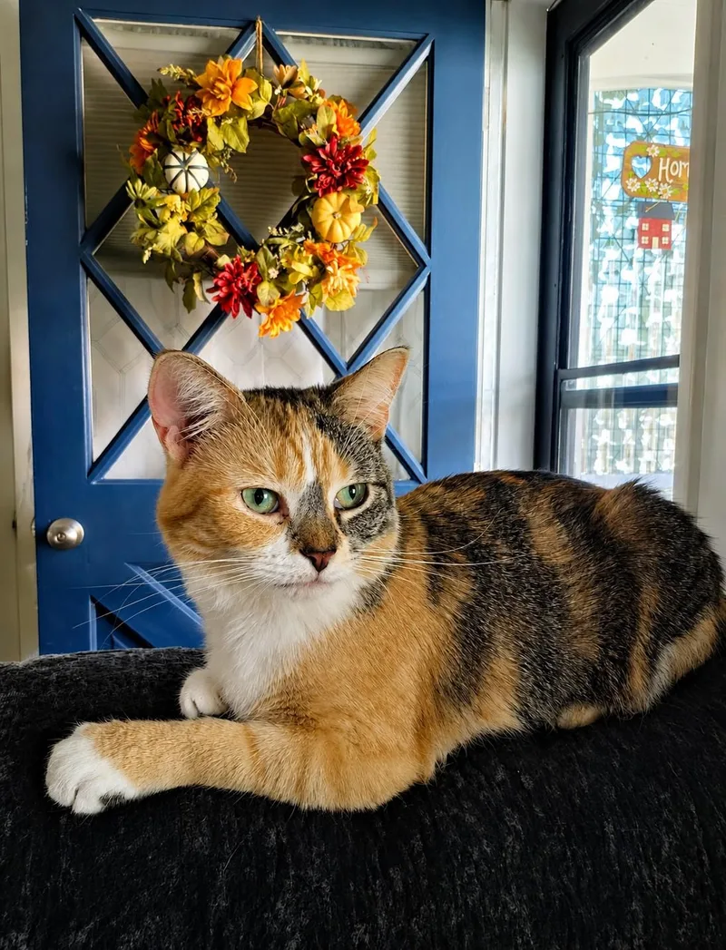Gidget thumbnail 2