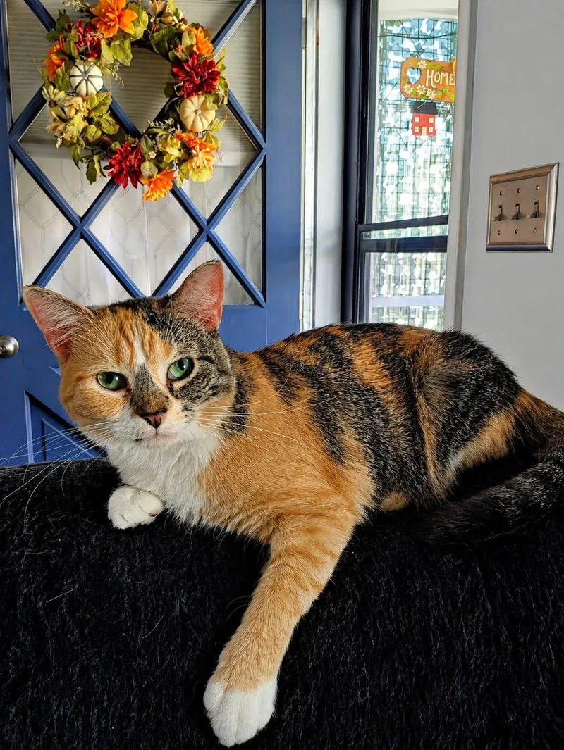 Gidget thumbnail 3