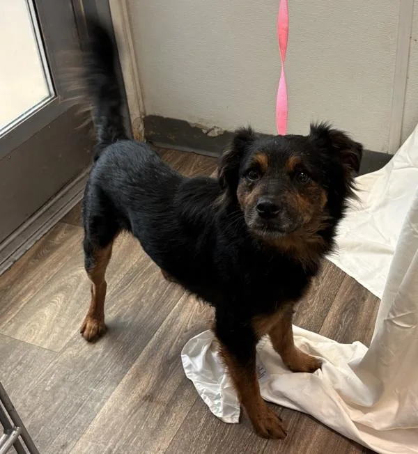 An adult medium-sized male Shepherd dog named Clover for adoption in San Diego, CA