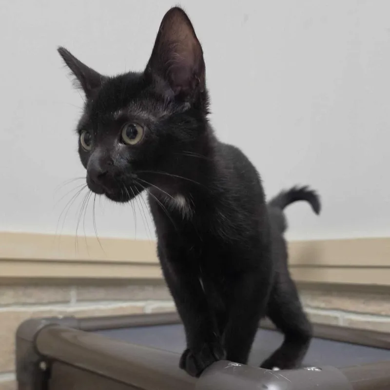 A baby small-sized male Domestic Short Hair cat named BTS Meal Sauce for adoption in Davenport, IA