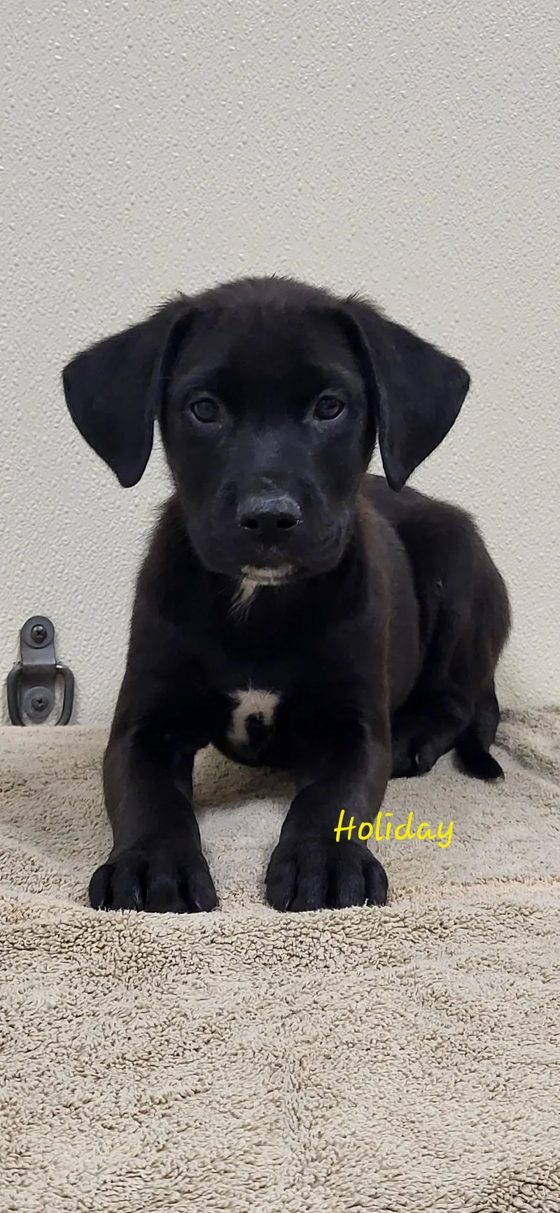 A baby medium-sized male Black Labrador Retriever dog named Holiday for adoption in Marion, MS