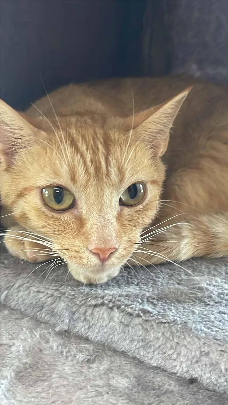An adult medium-sized female Orange & White Domestic Short Hair cat named Blossom for adoption in Fort Payne, AL