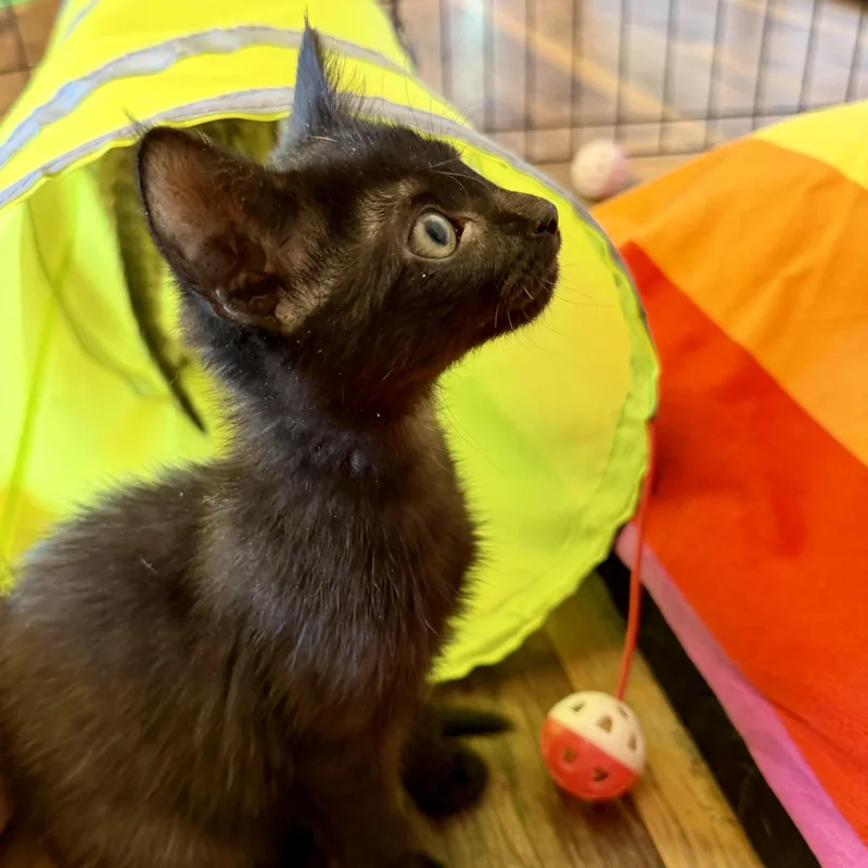 A baby medium-sized female Black Domestic Short Hair cat named River for adoption in Tampa, FL
