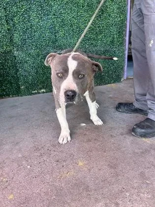 An adult large-sized male Merle (Blue) American Staffordshire Terrier dog named Cash for adoption in El Paso, TX