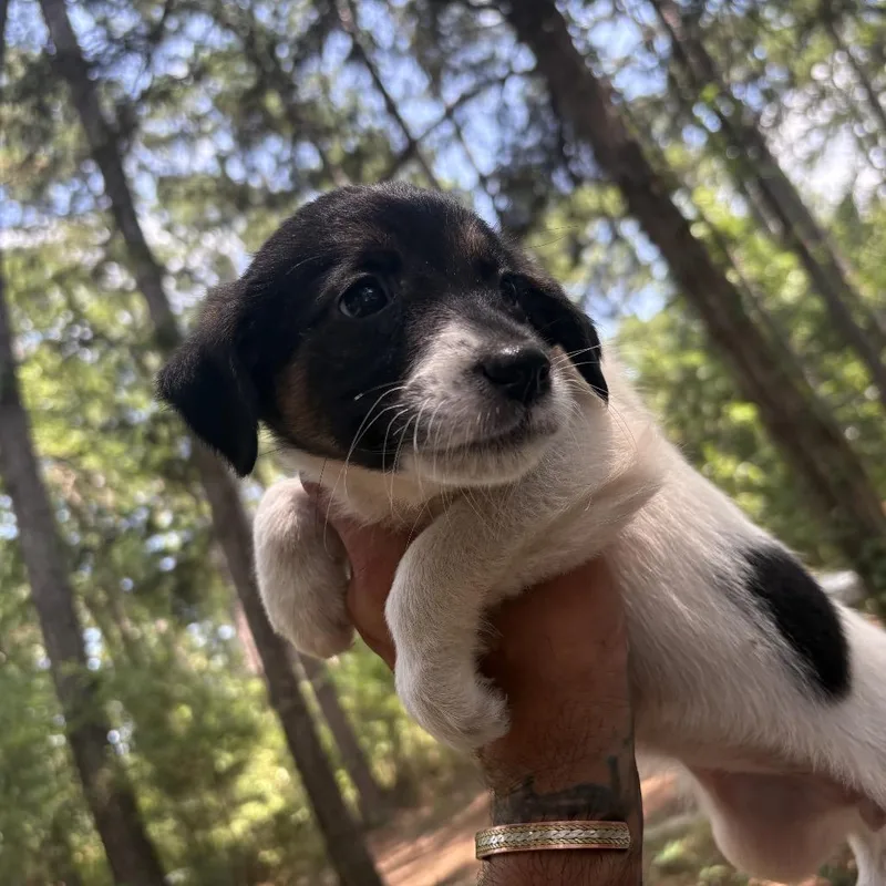 Bonnie