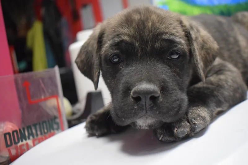 A baby large-sized male German Shepherd Dog dog named Gibson for adoption in Pahrump, NV