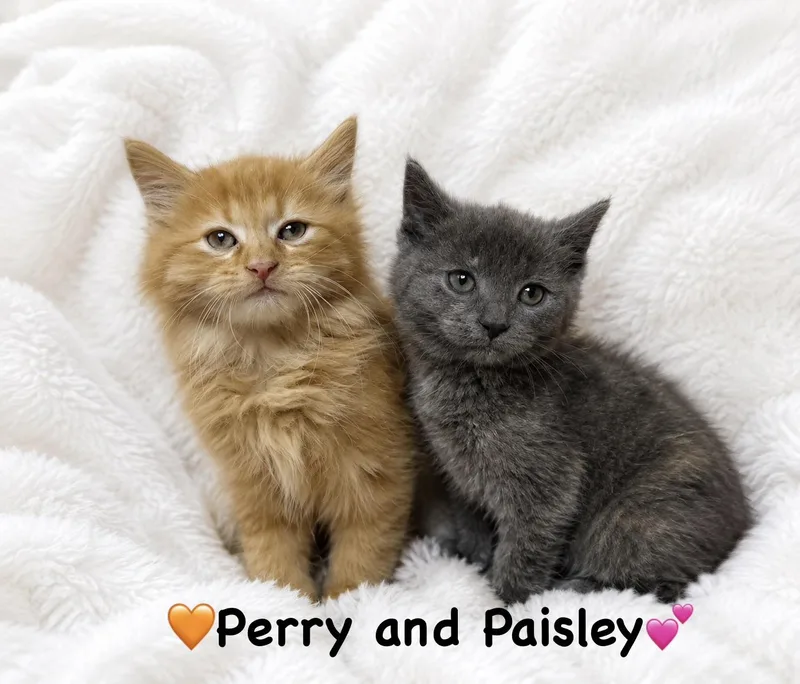 A baby medium-sized male Domestic Long Hair cat named Perry And Paisley for adoption in Copley, OH