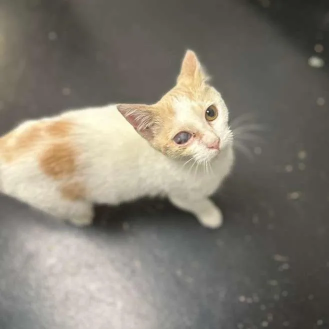 A baby small-sized female White Domestic Short Hair cat named Uni Eye for adoption in Gadsden, AL