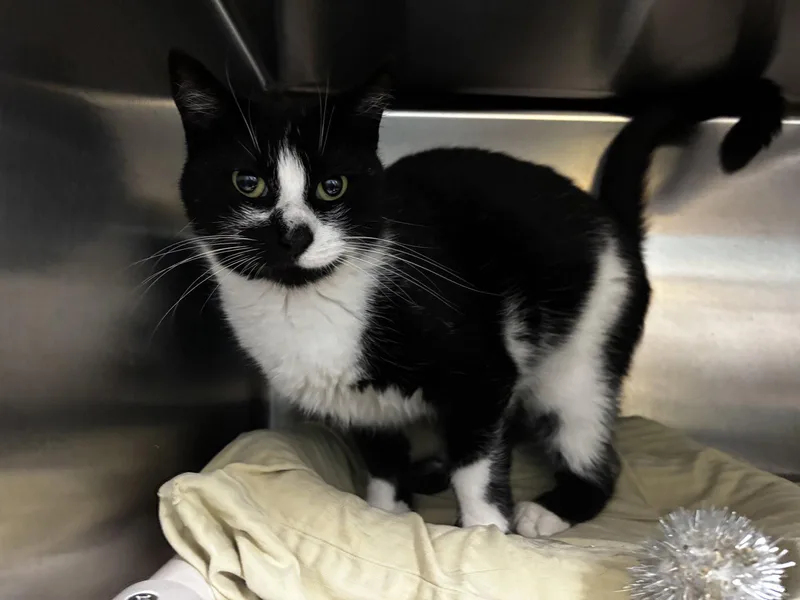 An adult medium-sized female Black & White / Tuxedo Domestic Short Hair cat named Patches for adoption in Trenton, NJ