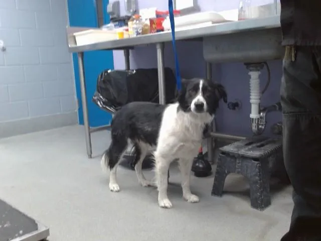 A young medium-sized male Border Collie dog named Lairo for adoption in Albuquerque, NM