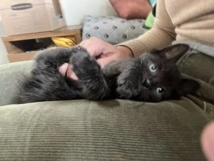 A baby small-sized female Domestic Short Hair cat named Dora for adoption in Bellevue, WA