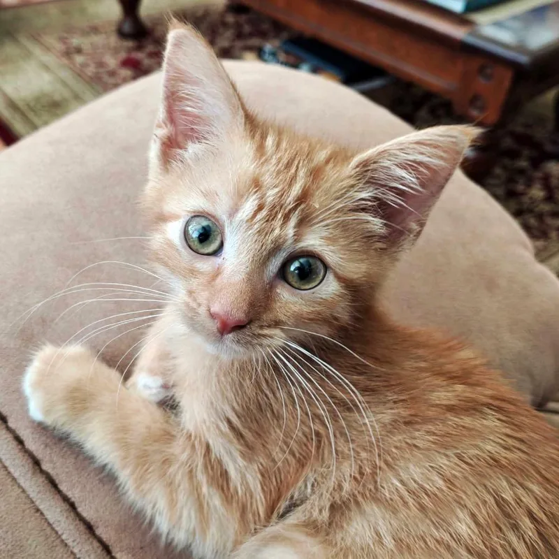 A baby small-sized female Orange / Red Domestic Short Hair cat named D&F: Dorito for adoption in Falls Church, VA