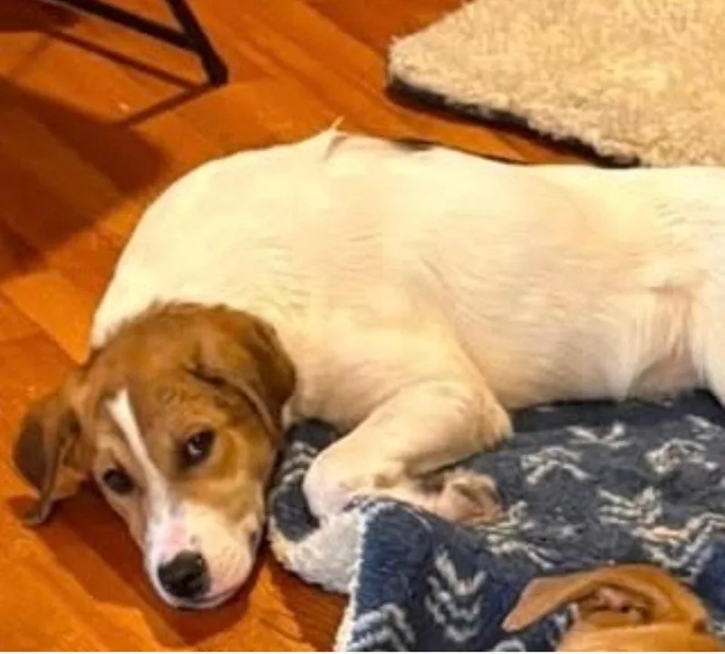 A young medium-sized male Beagle dog named Stormy for adoption in Mattoon, IL