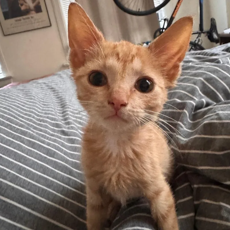 A baby small-sized female Orange / Red Domestic Short Hair cat named Sunray for adoption in Evanston, IL