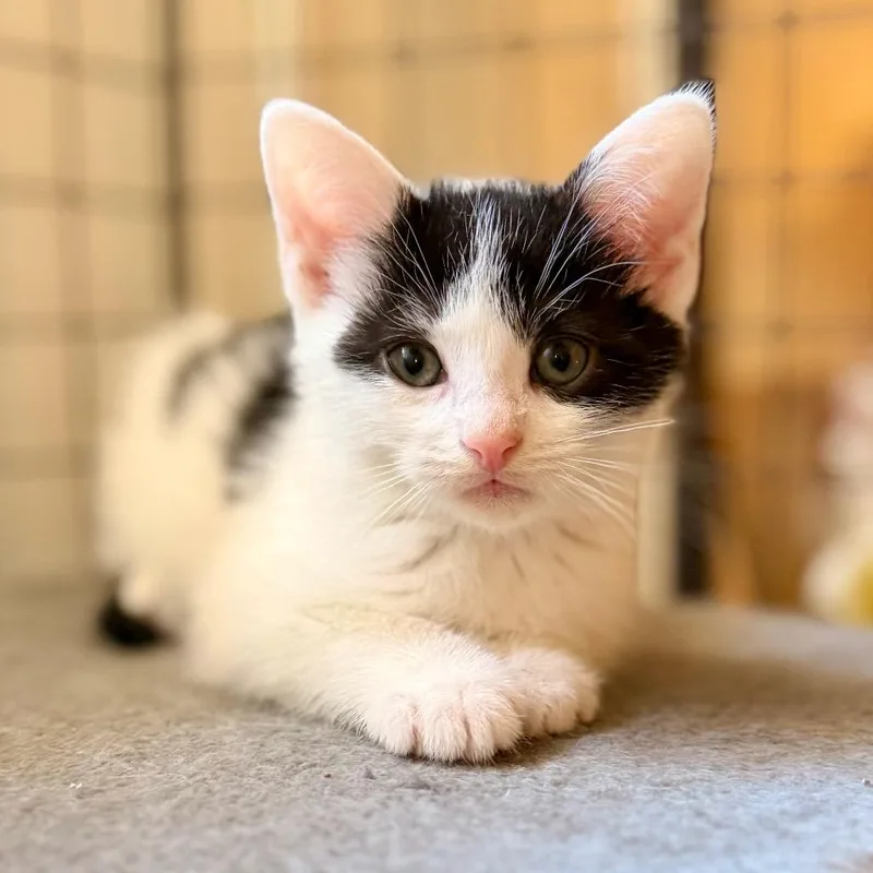 A baby small-sized male White Domestic Short Hair cat named Zach for adoption in Green Bay, WI