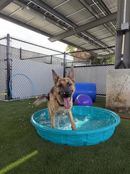 A young medium-sized female German Shepherd Dog dog named Freya for adoption in San Diego, CA