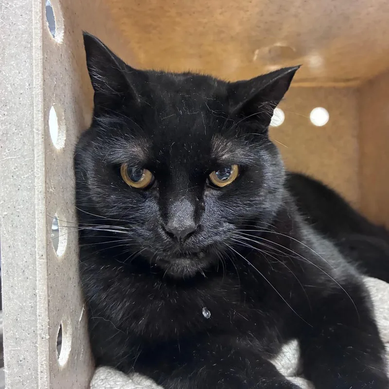 A senior large-sized male Domestic Short Hair cat named Bezel for adoption in Reno, NV