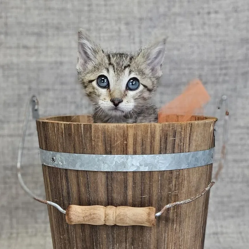 A baby small-sized male Brown / Chocolate Domestic Short Hair cat named Jim BeamC for adoption in East Saint Louis, IL