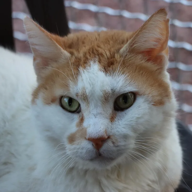 A senior large-sized male Orange / Red Domestic Short Hair cat named Chism for adoption in Tucson, AZ
