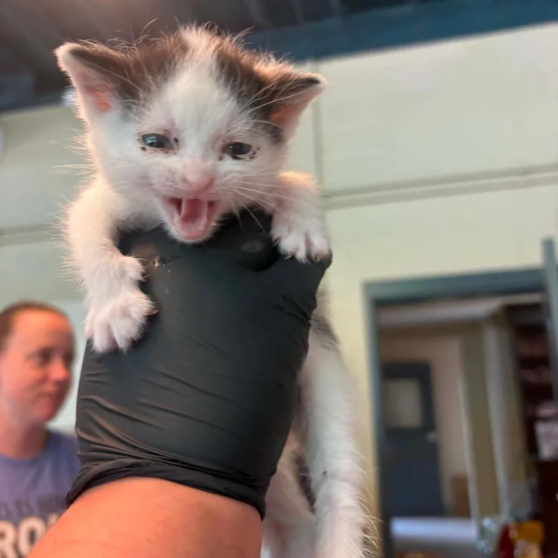 A baby small-sized female White Domestic Short Hair cat named Chocolate Chip for adoption in Huntington, WV