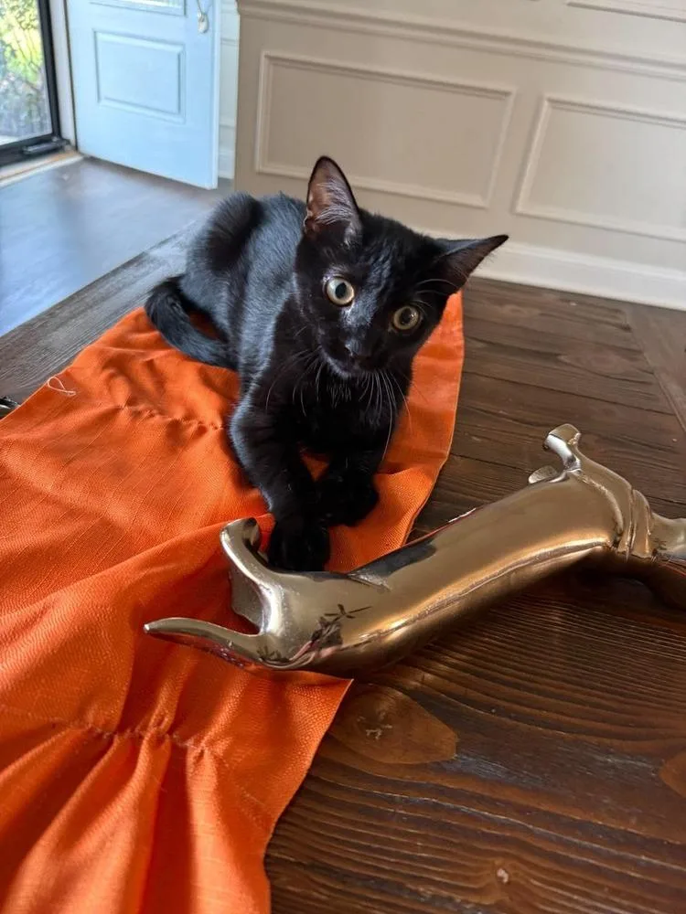 A baby small-sized female Black Domestic Short Hair cat named Baby Jane Doe for adoption in Stafford, VA