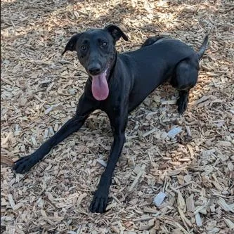 A young medium-sized female Black Labrador Retriever dog named Licorice for adoption in Portland, OR