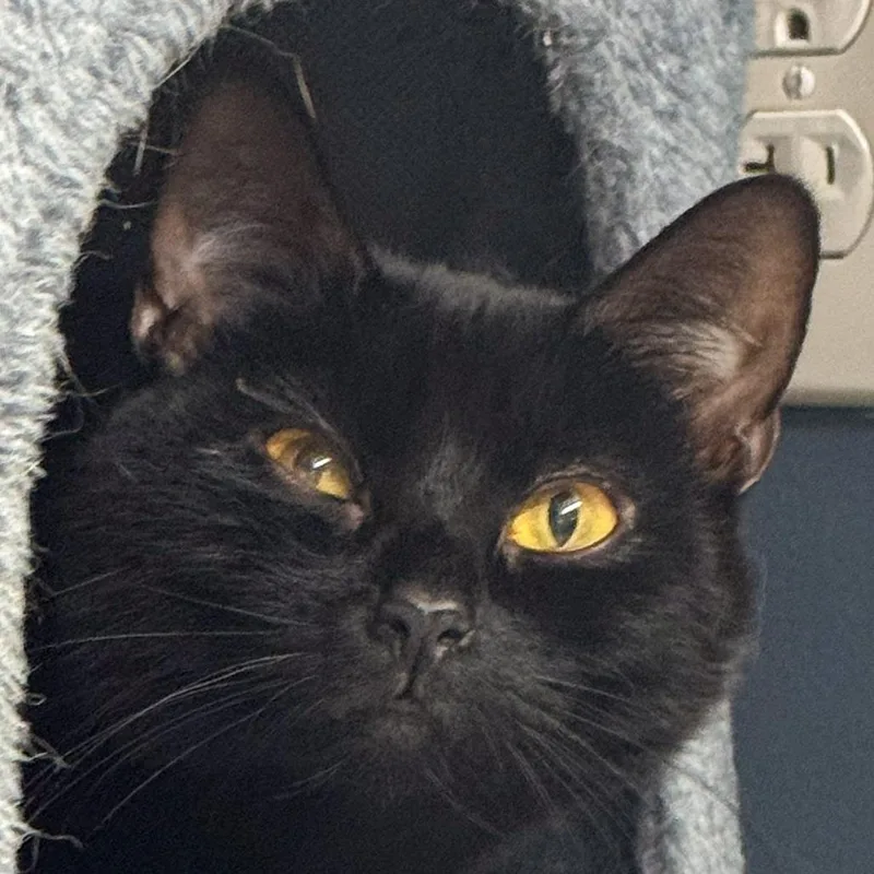 An adult medium-sized female Black Domestic Short Hair cat named Mini Bonded w Patty for adoption in Kennebunk, ME