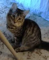 Steve Buscemi  `a thumbnail 2