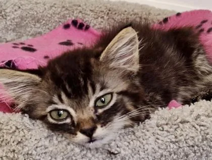 Steve Buscemi  `a thumbnail 3