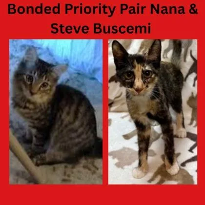 Steve Buscemi  `a thumbnail 5