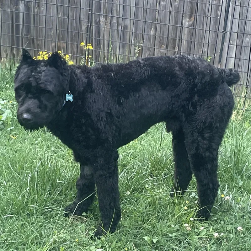 A young large-sized male Black Bouvier des Flandres dog named Bear for adoption in Alachua, GA